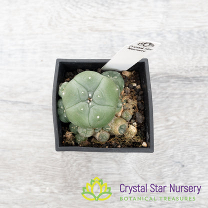 Lophophora hybrid