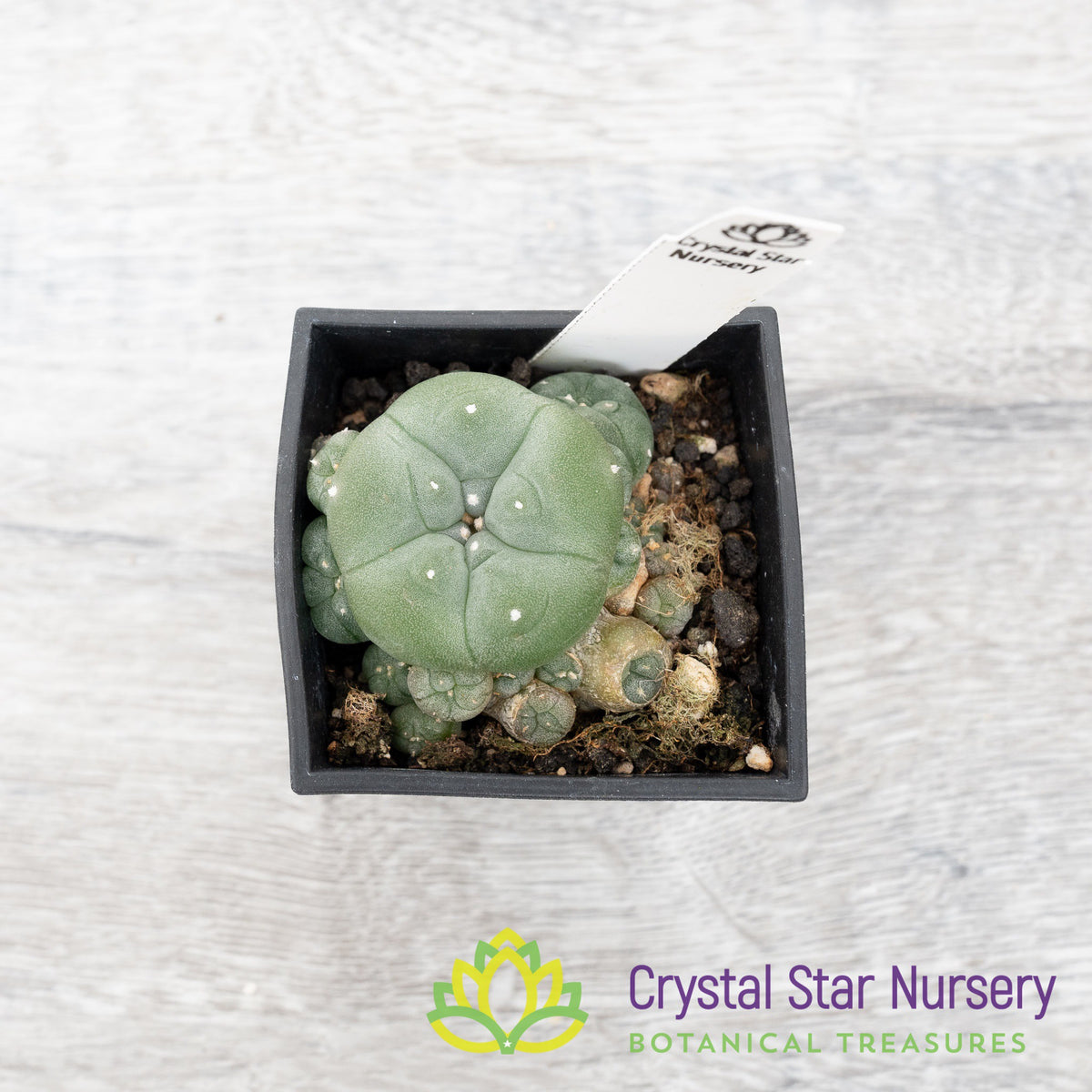 Lophophora hybrid