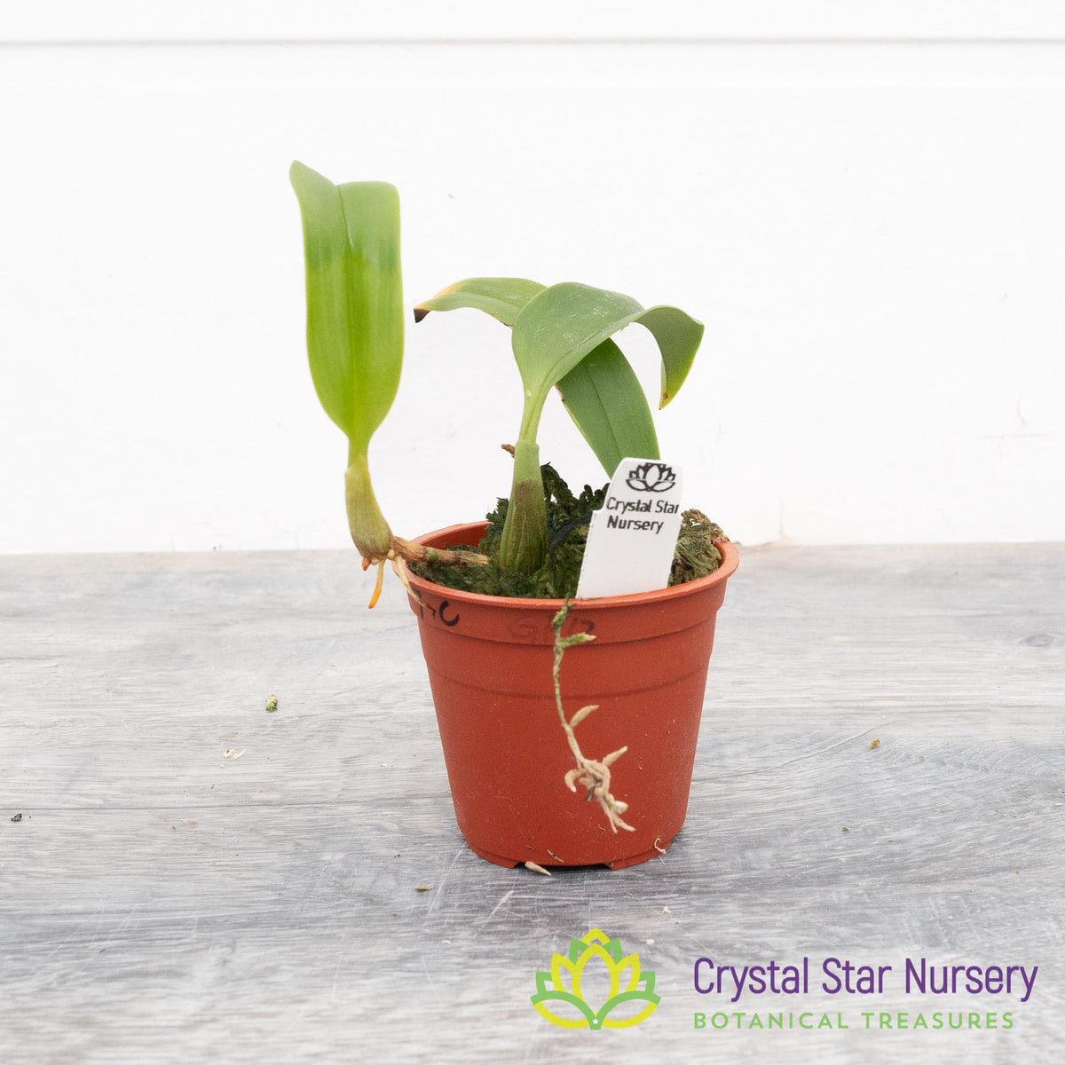 Bulbophyllum Glebulosum