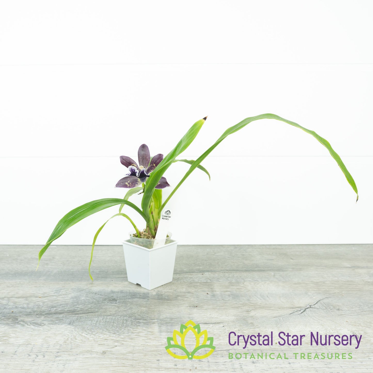 Zygonisia Cynosure 'Blue Bird' x Zygo. Blue Hawaii 'Black Velvet' (6777)