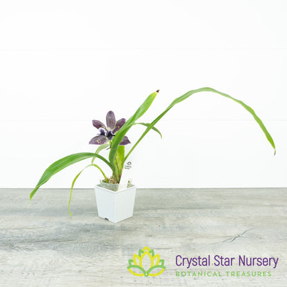 Zygonisia Cynosure 'Blue Bird' x Zygo. Blue Hawaii 'Black Velvet' (6777)