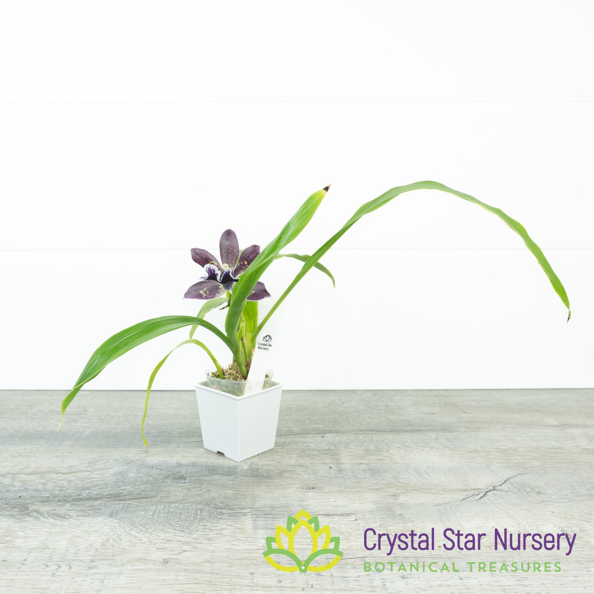 Zygonisia Cynosure &#39;Blue Bird&#39; x Zygo. Blue Hawaii &#39;Black Velvet&#39; (6777)