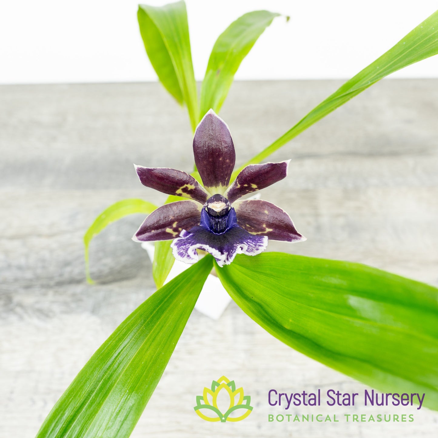 Zygonisia Cynosure 'Blue Bird' x Zygo. Blue Hawaii 'Black Velvet' (6777)