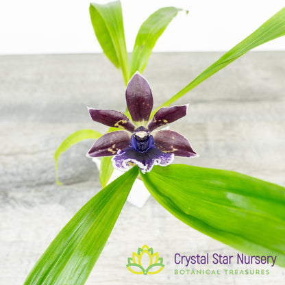 Zygonisia Cynosure 'Blue Bird' x Zygo. Blue Hawaii 'Black Velvet' (6777)