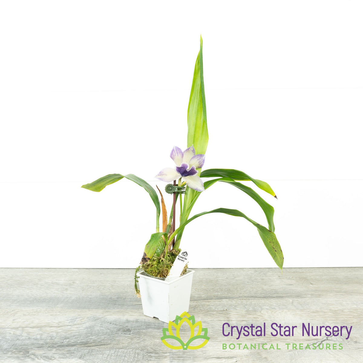 Zygonisia Cynosure &#39;Blue Birds&#39; (H017)