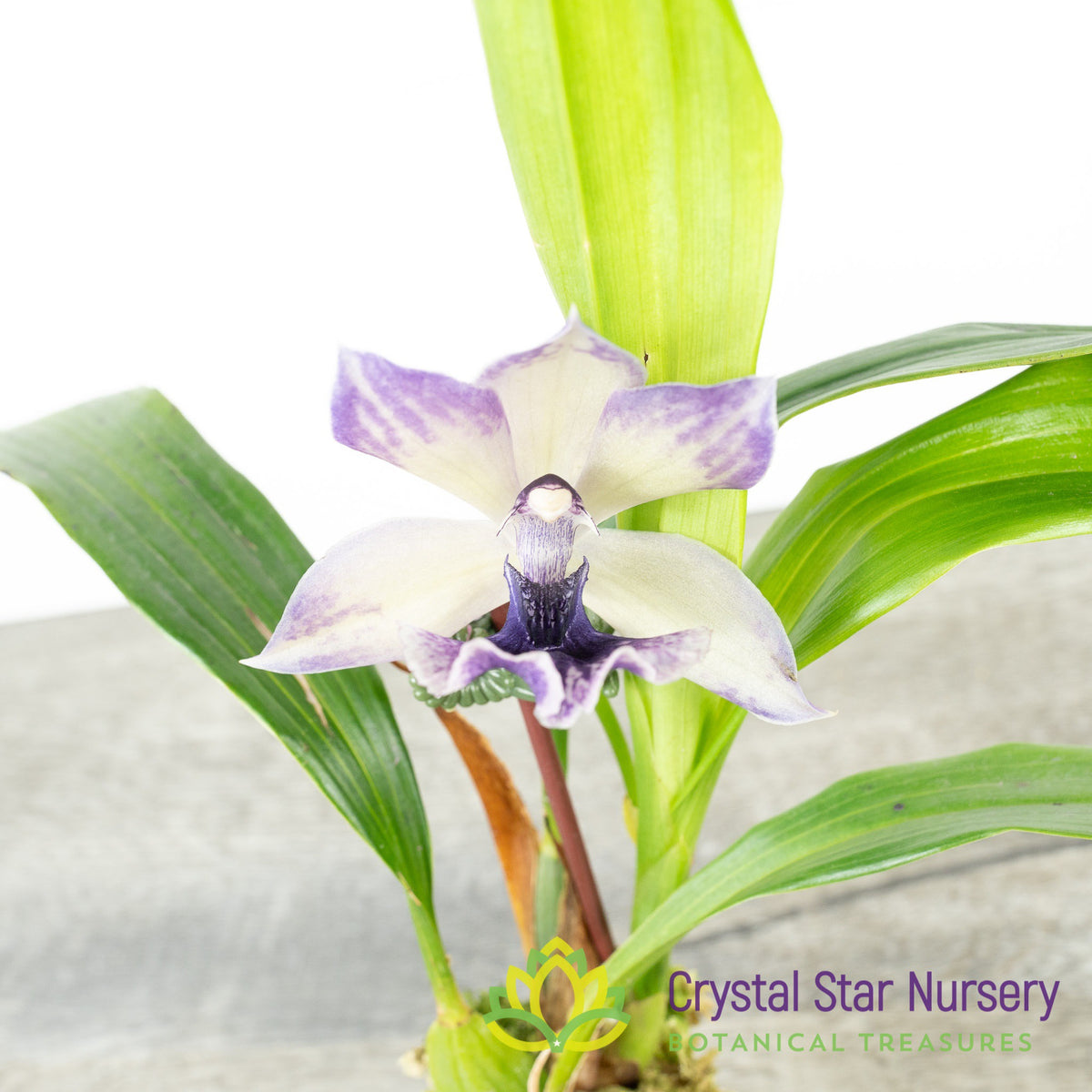 Zygonisia Cynosure &#39;Blue Birds&#39; (H017)
