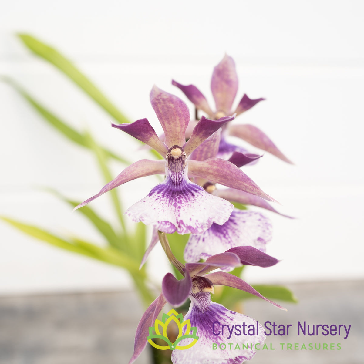 Zygonisia  (Triste x Microphytum) x Acacallis Cyanea