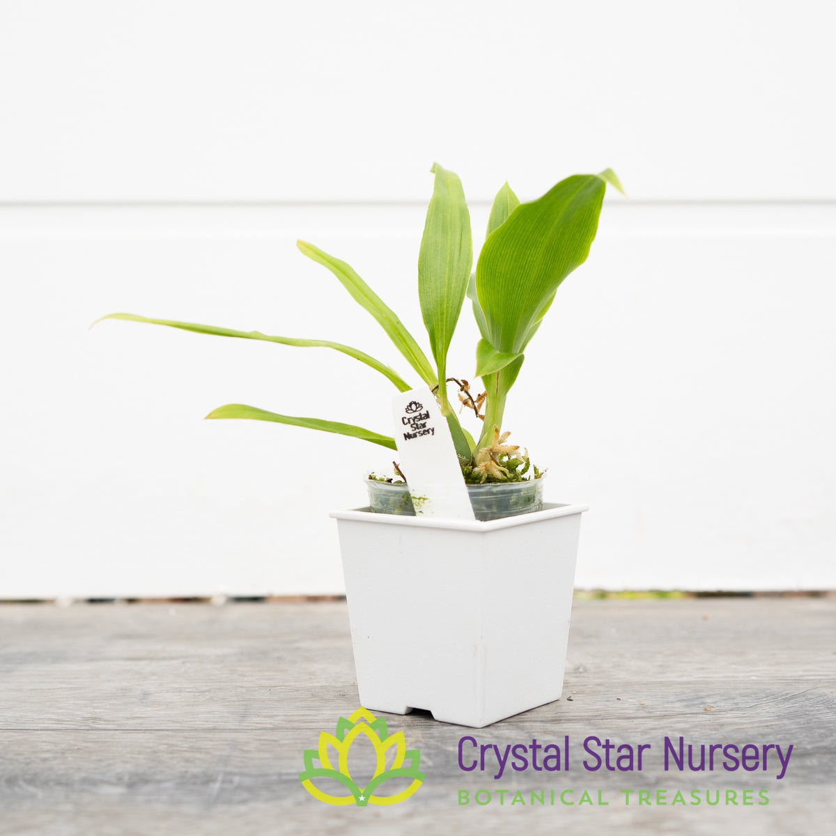 Zygopetalum Advance Australia &#39;HOF&#39; AM/AOS (H947)