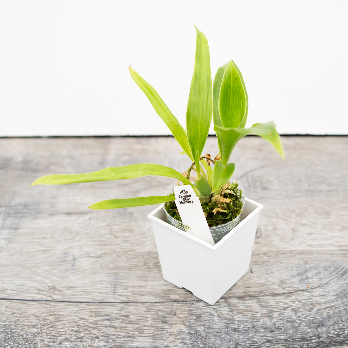 Zygopetalum Advance Australia &#39;HOF&#39; AM/AOS (H947)
