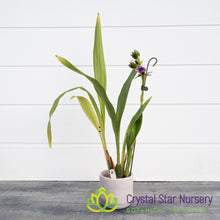 Zygopetalum Jumpin' Jack (H045)
