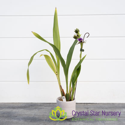 Zygopetalum Jumpin' Jack (H045)