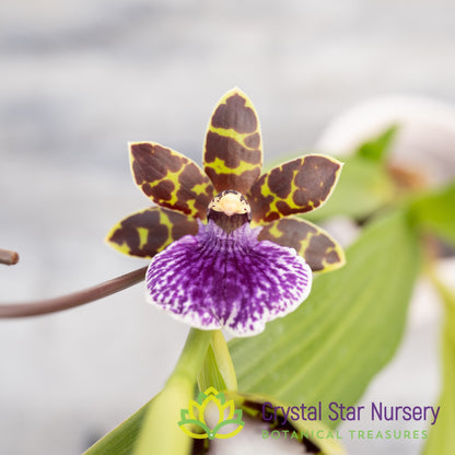 Zygopetalum Jumpin' Jack (H045)