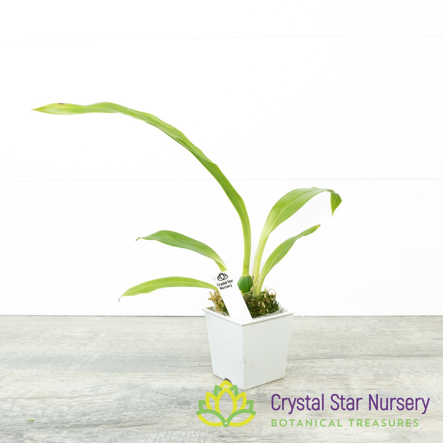 Zygopetalum Jumpin' Jack (H045)