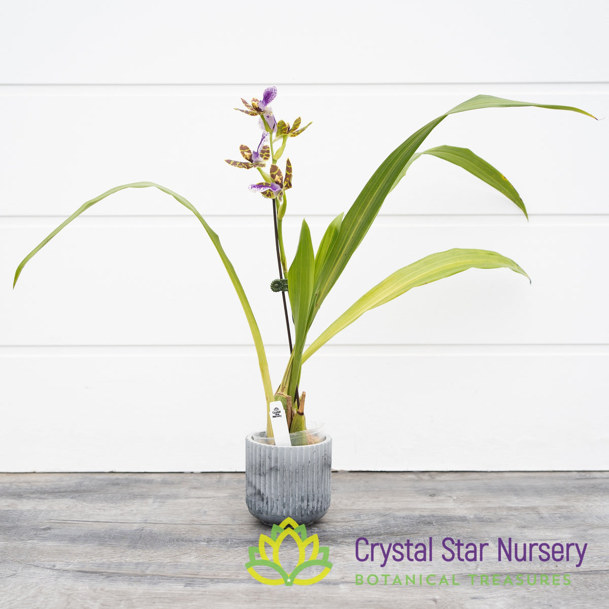 Zygopetalum Louisendorf