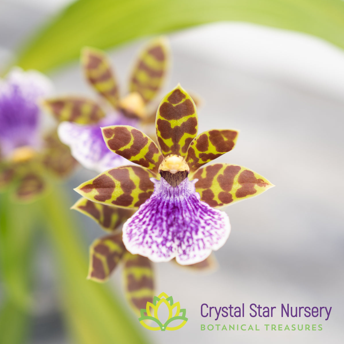 Zygopetalum Louisendorf