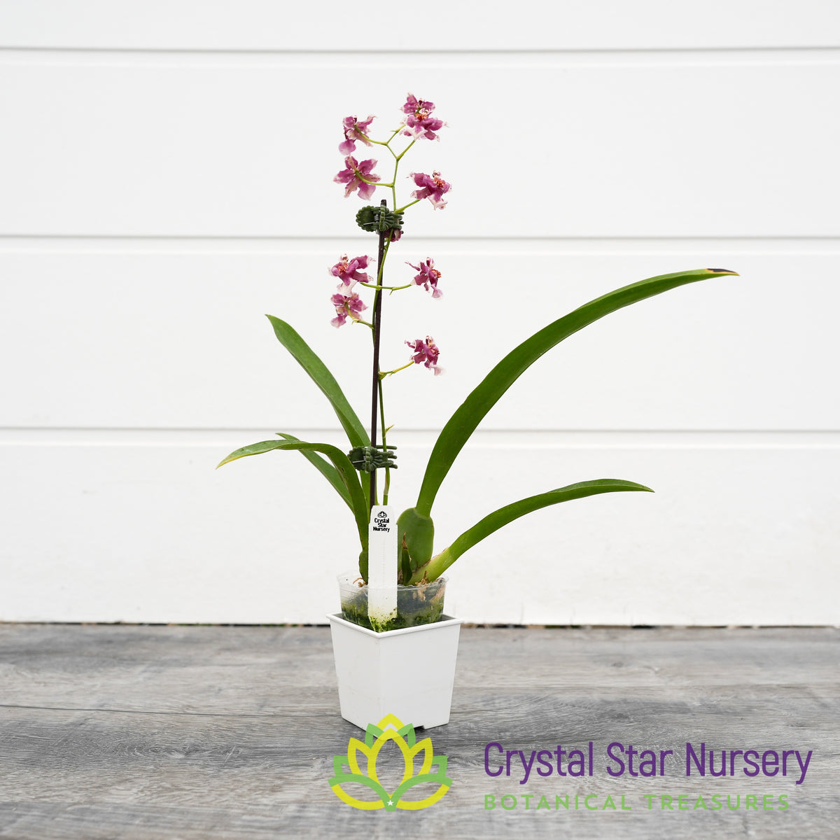Oncidium Jairak Fragrance &#39;Chocolate&#39; (ONC-03)
