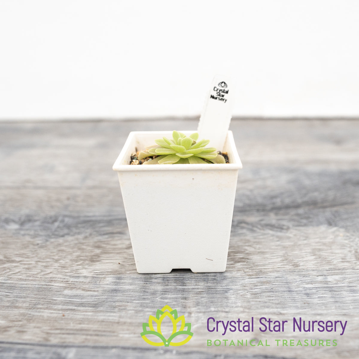Pinguicula Esseriana