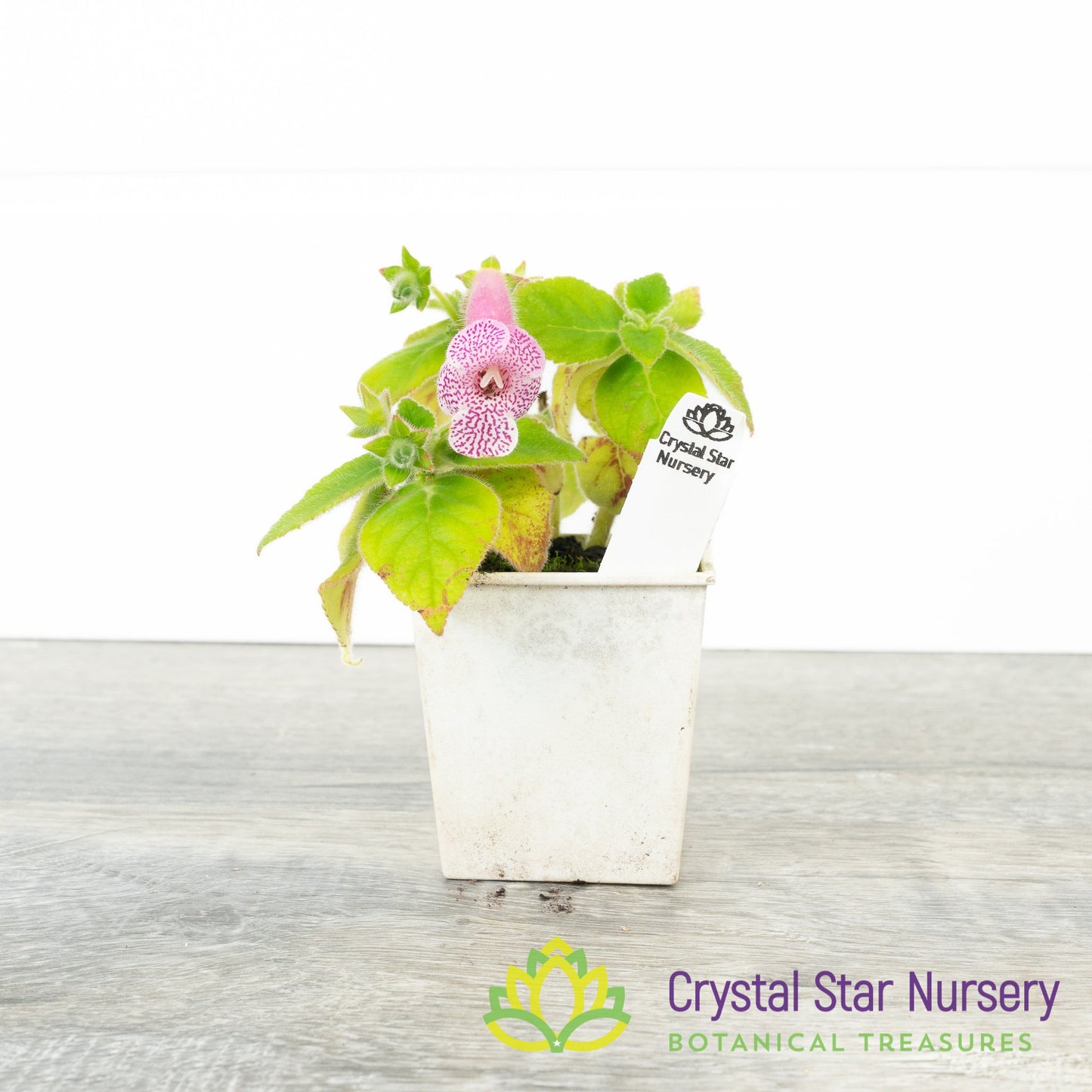 Kohleria ‘Dale’s Furry Fox’