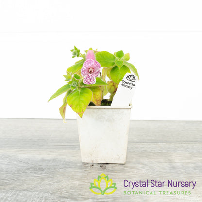 Kohleria ‘Dale’s Furry Fox’