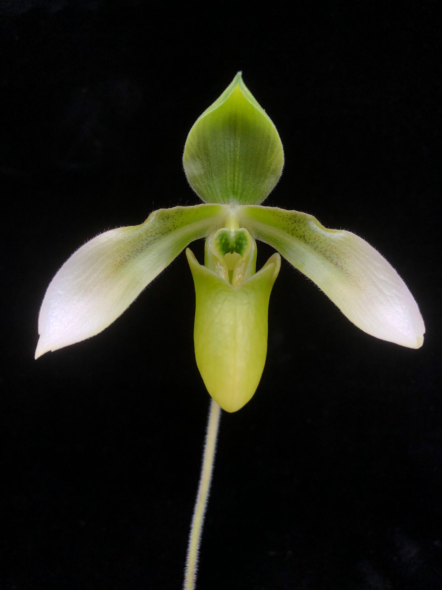 Paphiopedilum Mastersianum 'Zephyrus' x Appletonianum Album (Z578)