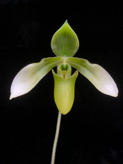 Paphiopedilum Mastersianum 'Zephyrus' x Appletonianum Album (Z578)