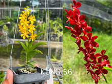 Vanda Kung 1 x Wichot (Kung56)