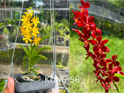 Vanda Kung 1 x Wichot (Kung56)