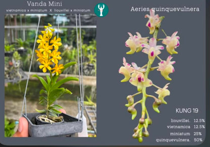 Vanda (Wai Ron x Liovillei-Miniatum) x Aerides Quinquevulnera (Kung 19)