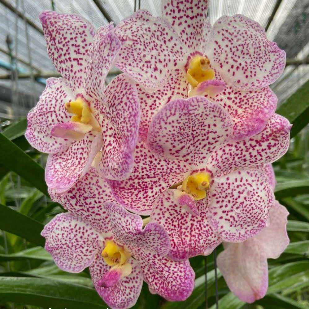 Vanda Tubtim Velvet x Nongkham