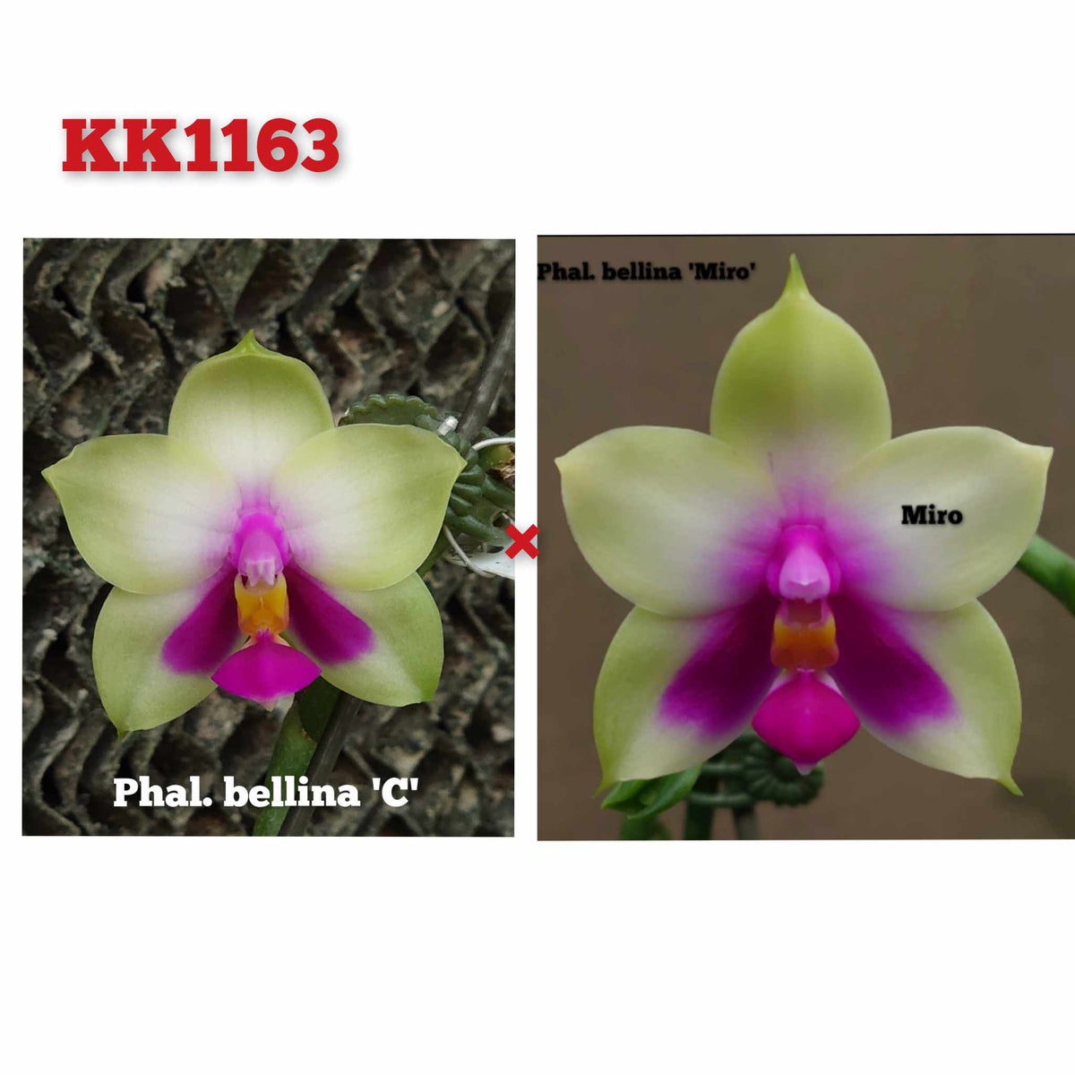 Phalaenopsis Bellina &#39;C&#39; (KK1163)