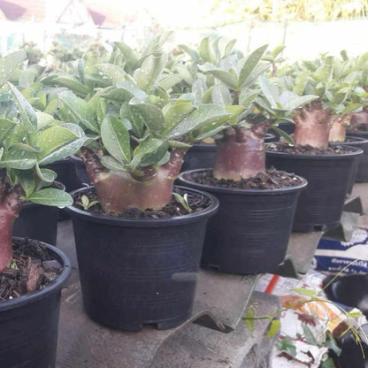 Adenium Black Fang