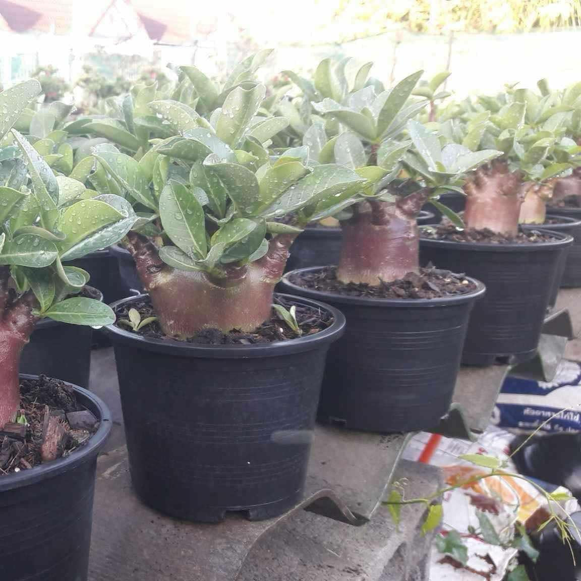 Adenium Black Fang