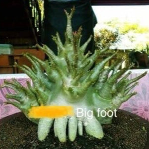 Adenium Big Foot