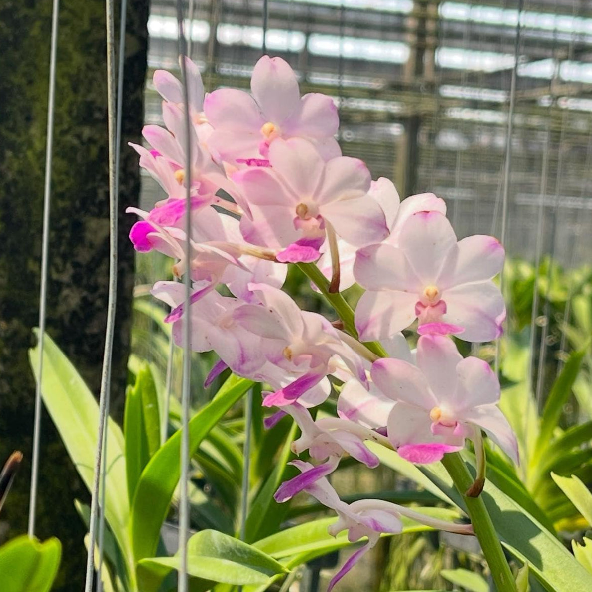 Vandachostylis Janice Allison (#6)