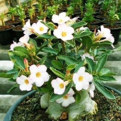 Adenium White House