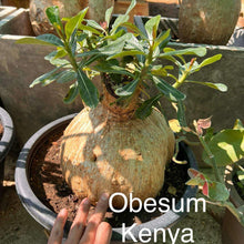 Adenium Obesum Kenya