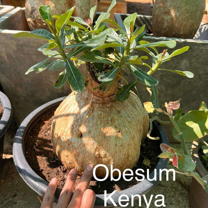 Adenium Obesum Kenya