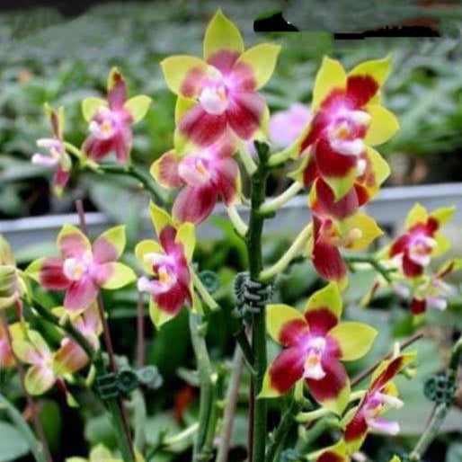 Phalaenopsis Tying Shin Fly Eagle (MHP-024)