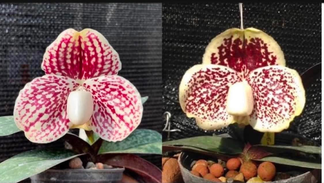 Paphiopedilum leucochilum (TOR 224/C57)