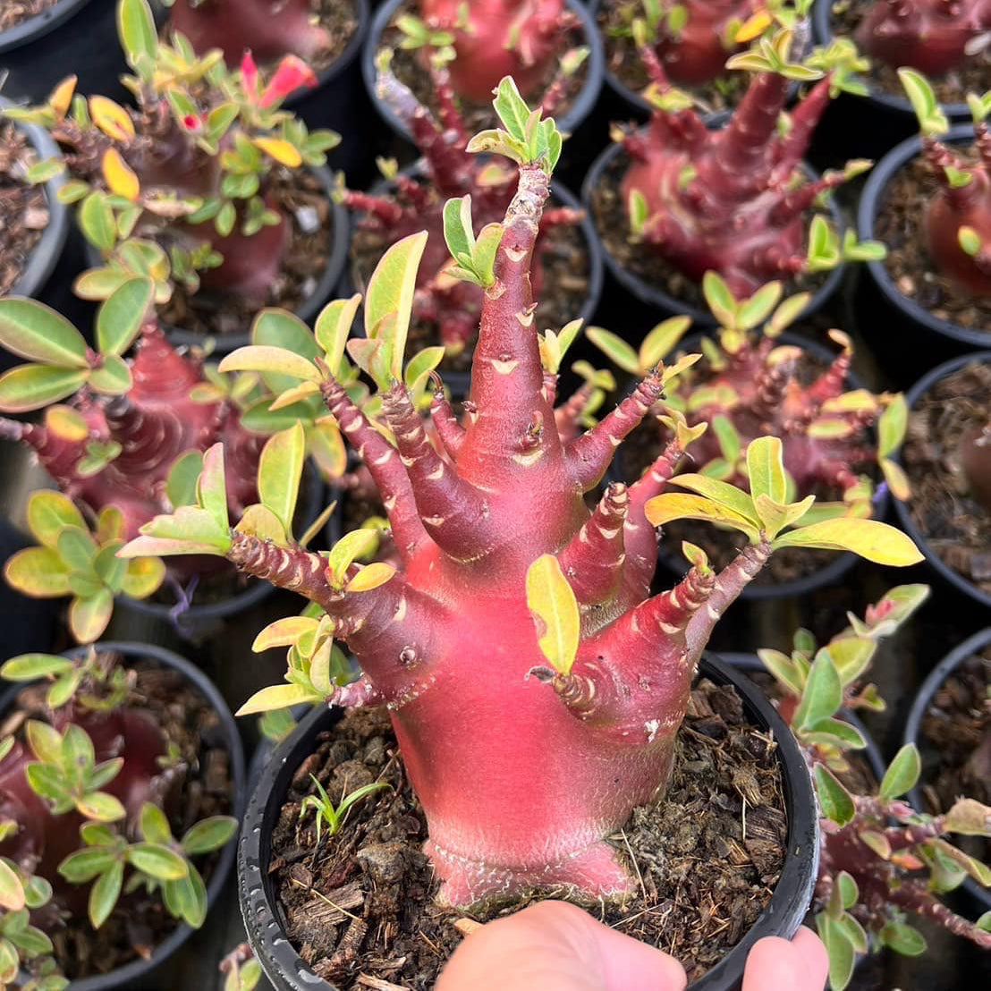 Adenium Boar F2 x Mae Pum Dum