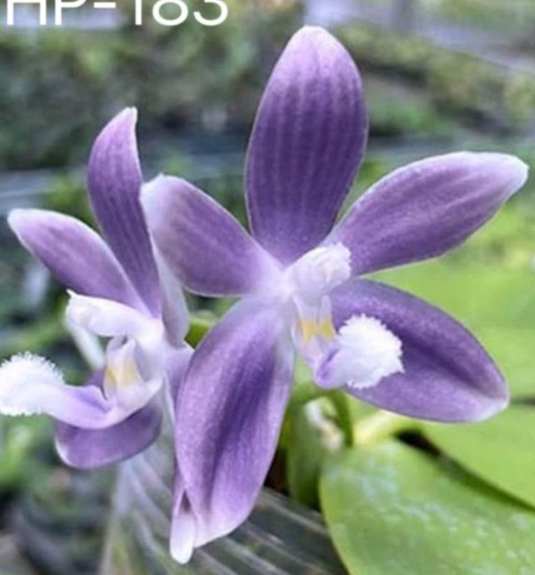 Phalaenopsis Tetraspis (MHP-183)