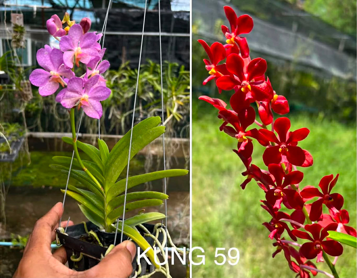 Vanda (Wai Ron x coerulea) X Wichot (Kung59)