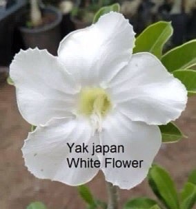 Adenium Yak Japan White