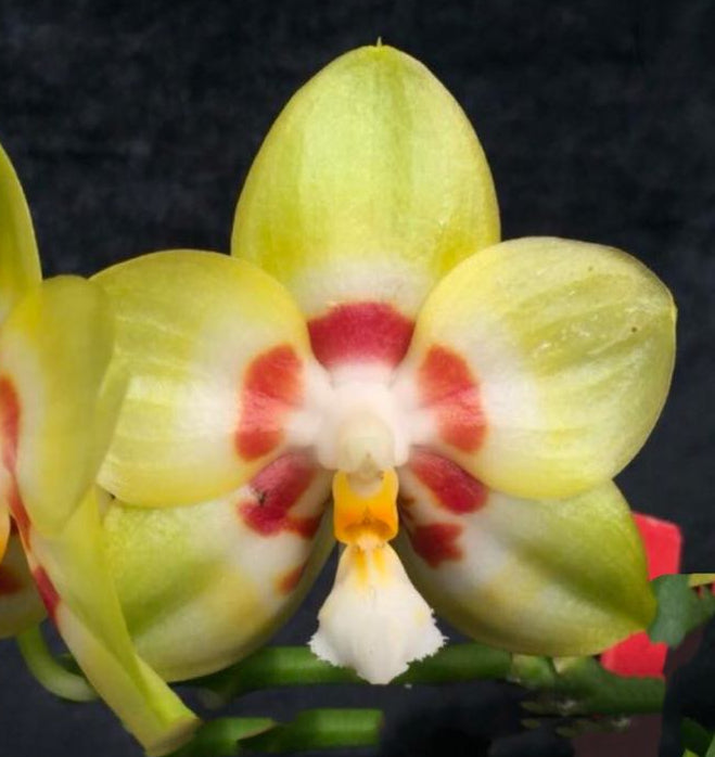 Phalaenopsis Yaphon Image &#39;Eddy&#39; (MHP-044)