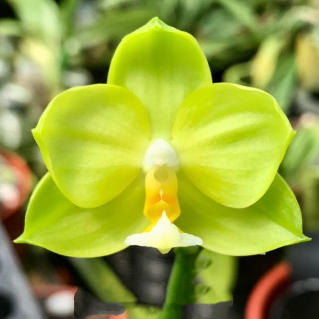 Phalaenopsis BT Green Jade &#39;MH3&#39; (MHP-041)