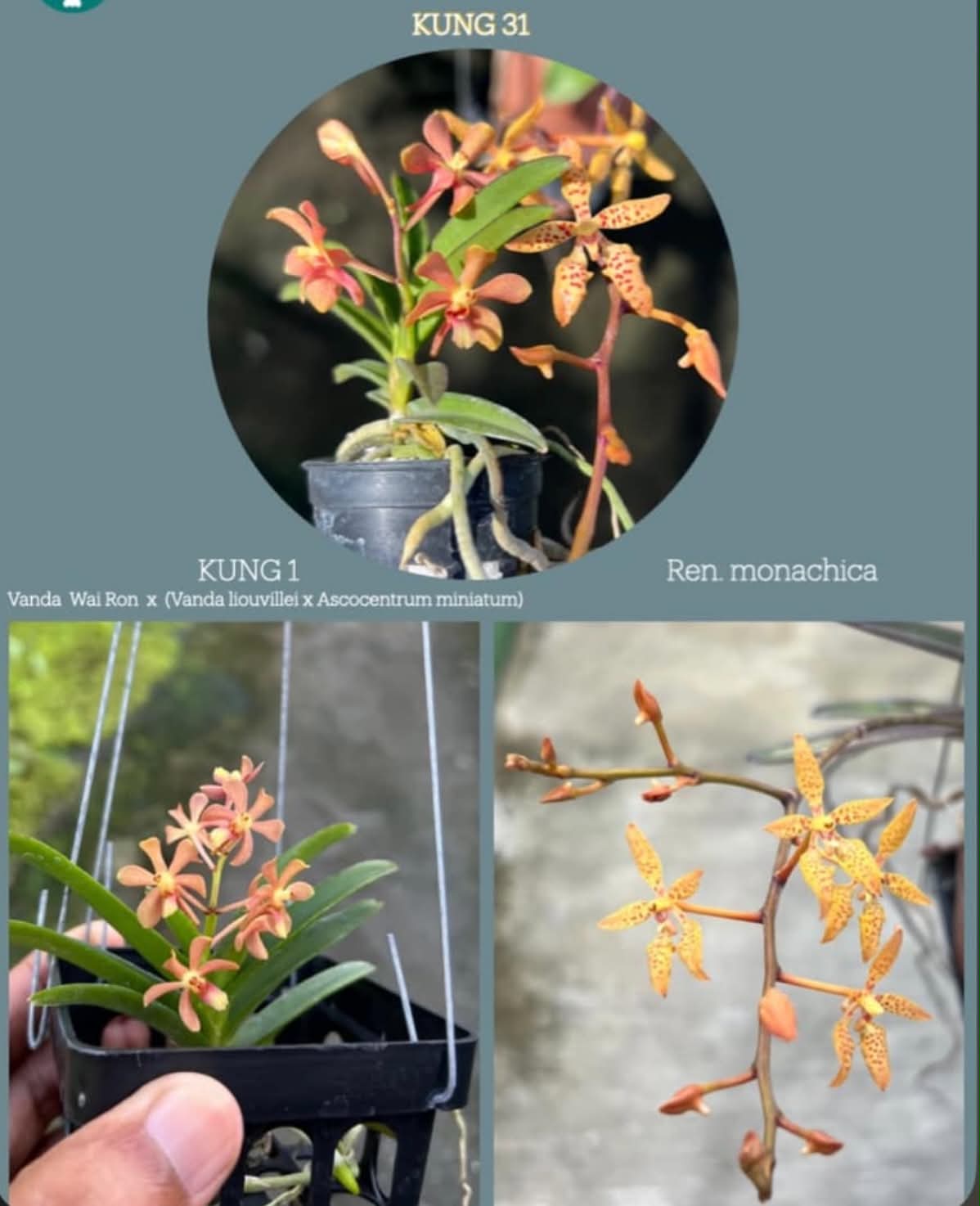 Vanda (Wai Ron x Liovillei-Miniatum) X Ren Monachica (Kung 31)