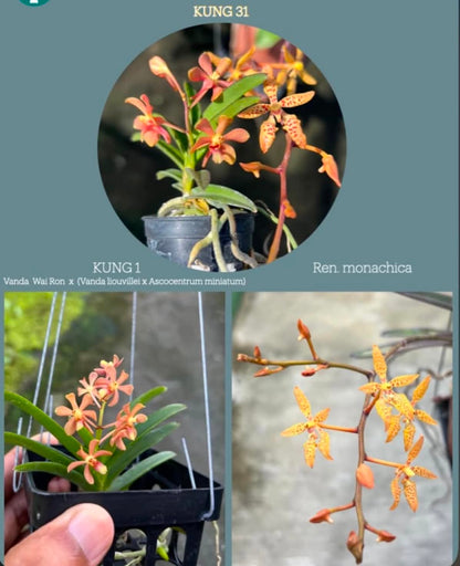 Vanda (Wai Ron x Liovillei-Miniatum) X Ren Monachica (Kung 31)