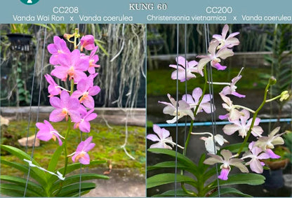 Vanda (Wai Ron x coerulea) x (vietnamica x coerulea) (Kung60)