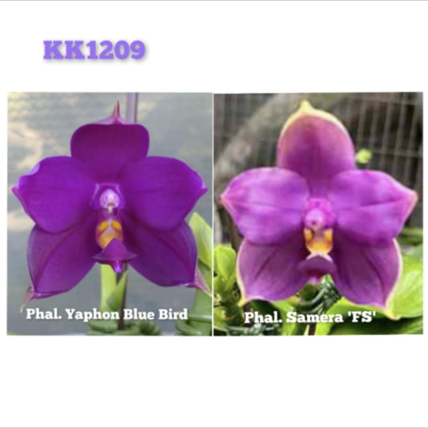 Phalaenopsis Yaphon Blue Bird x Samera 'FS' (KK1209)