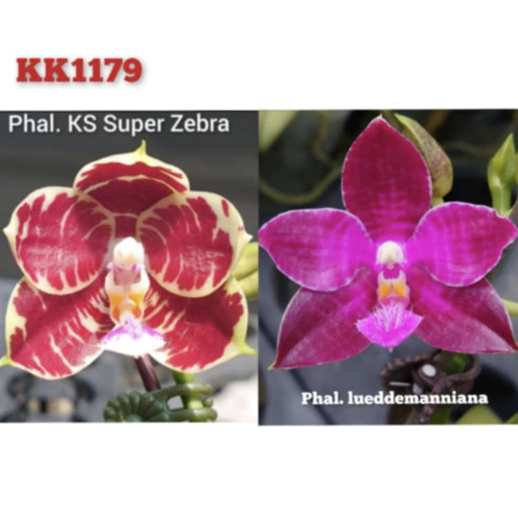 Phalaenopsis KS Super Zebra x Lueddemanniana (KK1179)